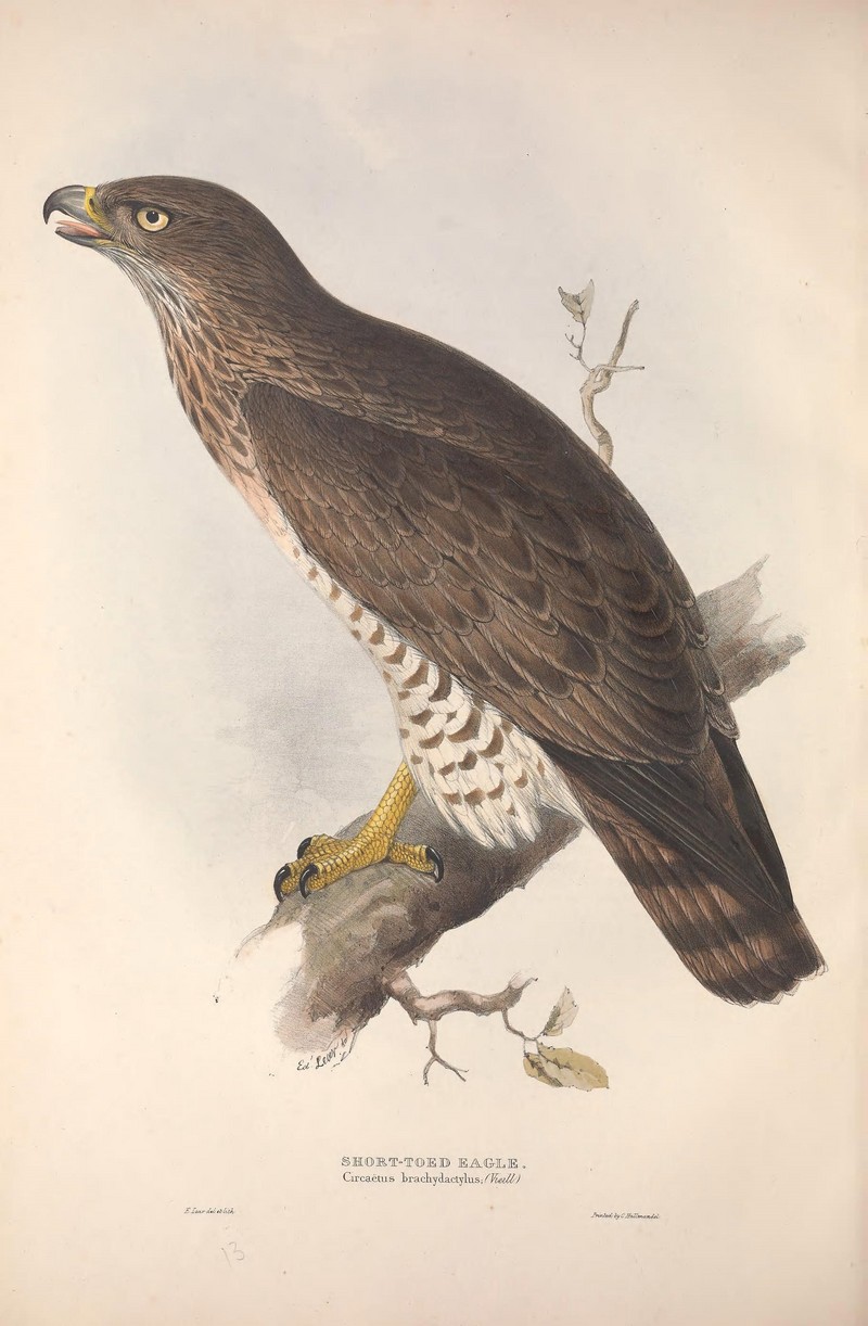 short-toed snake eagle (Circaetus gallicus); DISPLAY FULL IMAGE.