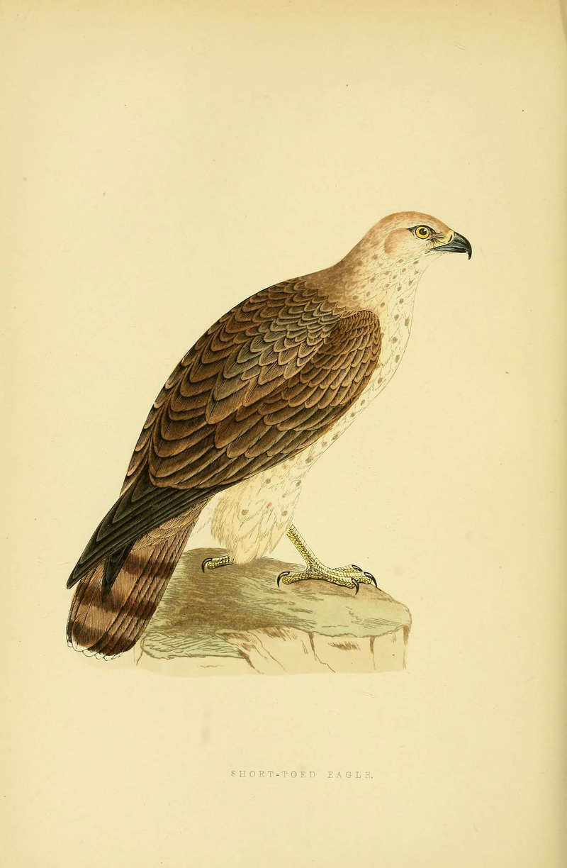 short-toed snake eagle (Circaetus gallicus); DISPLAY FULL IMAGE.