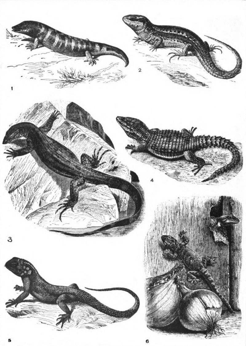 skink = sandfish skink (Scincus scincus), sand lizard (Lacerta agilis), Nile monitor (Varanus niloticus), Cape girdled lizard (Cordylus cordylus), common agama (Agama agama), Gila monster (Heloderma suspectum); DISPLAY FULL IMAGE.