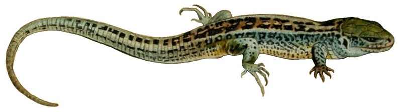 sand lizard (Lacerta agilis); DISPLAY FULL IMAGE.