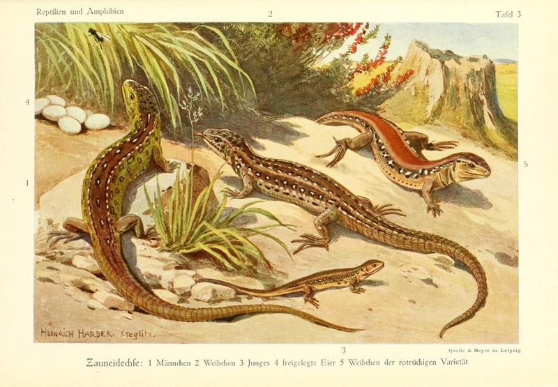 sand lizard (Lacerta agilis); DISPLAY FULL IMAGE.