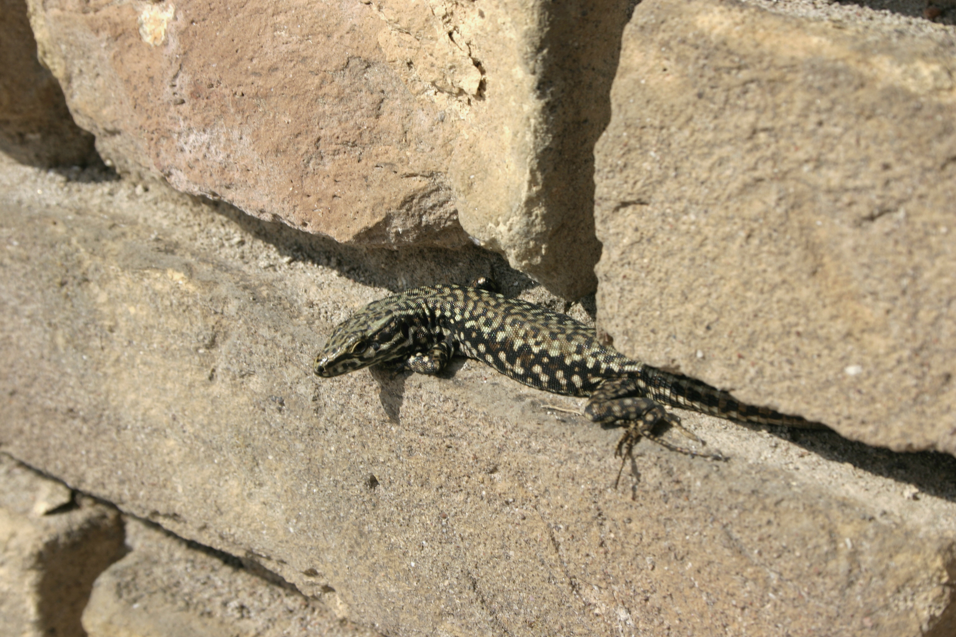 common wall lizard (Podarcis muralis); Image ONLY