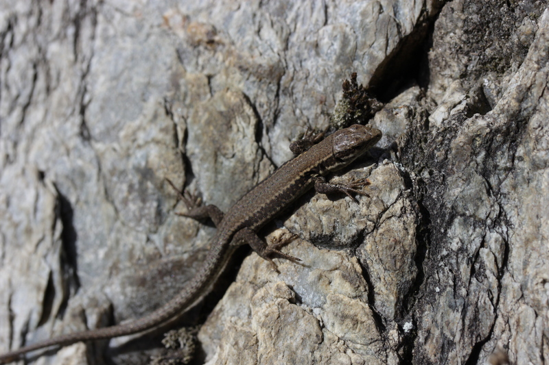 common wall lizard (Podarcis muralis); DISPLAY FULL IMAGE.