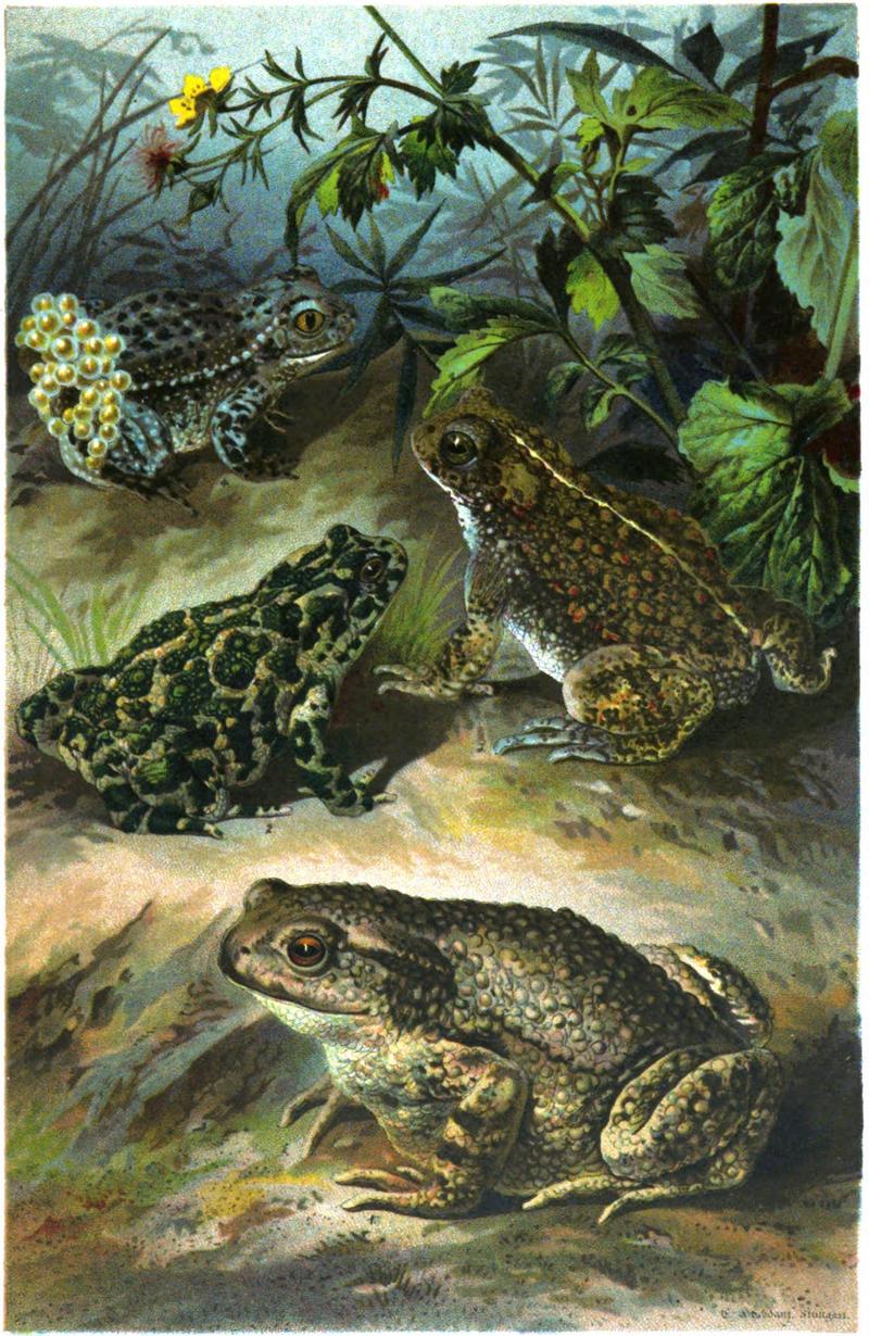 common toad (Bufo bufo), European green toad (Bufo viridis), natterjack toad (Bufo calamita), common midwife toad (Alytes obstetricans); DISPLAY FULL IMAGE.