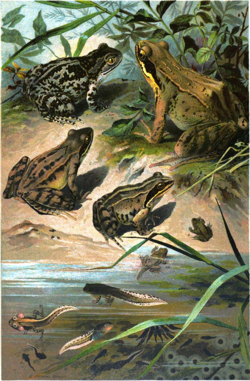common spadefoot (Pelobates fuscus), agile frog (Rana dalmatina), moor frog (Rana arvalis), common frog (Rana temporaria); DISPLAY FULL IMAGE.