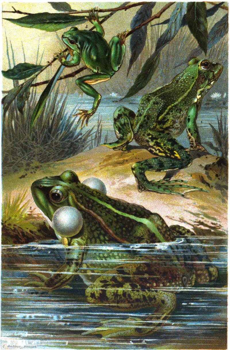 edible frog (Pelophylax esculentus), marsh frog (Pelophylax ridibundus), European tree frog (Hyla arborea); DISPLAY FULL IMAGE.