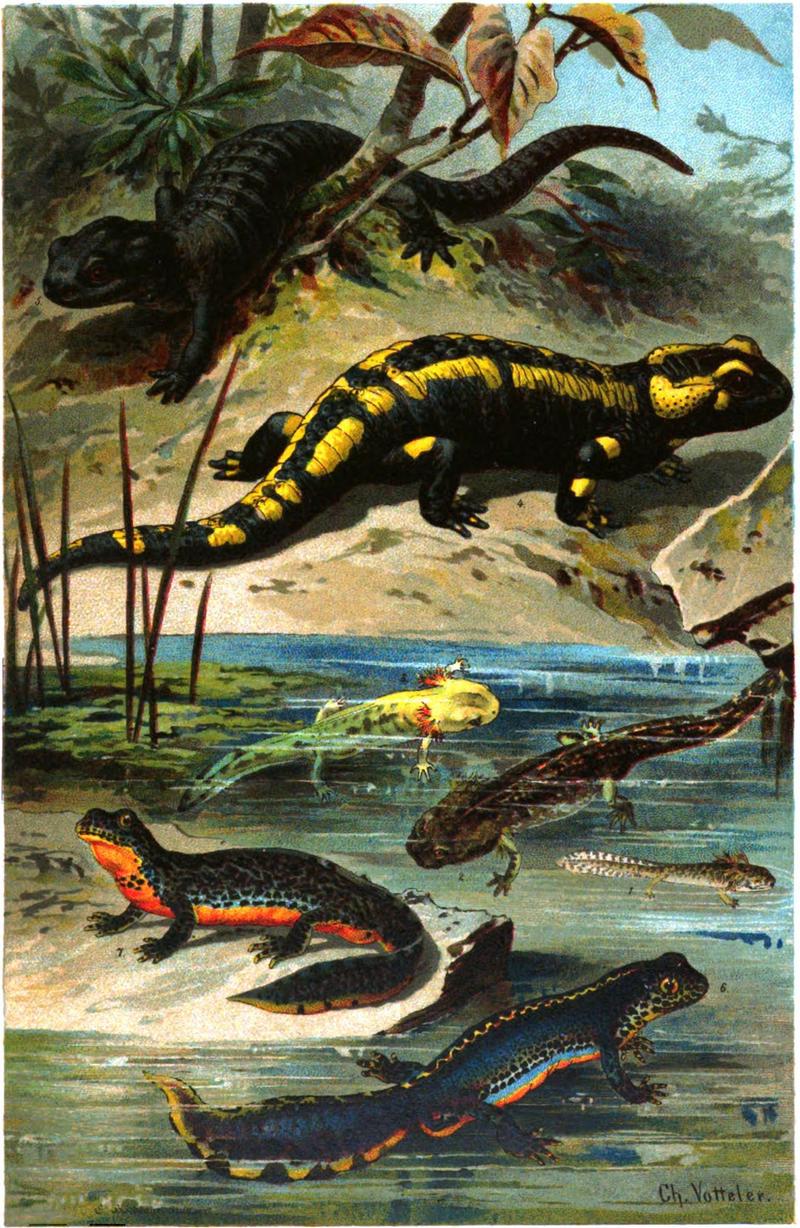 common fire salamander (Salamandra salamandra), alpine salamander (Salamandra atra), alpine newt (Ichthyosaura alpestris); DISPLAY FULL IMAGE.