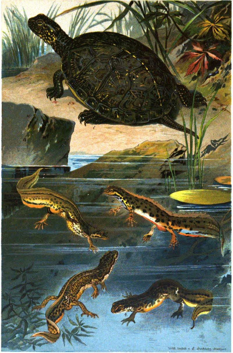 European pond turtle (Emys orbicularis), smooth newt (Lissotriton vulgaris), palmate newt (Lissotriton helveticus); DISPLAY FULL IMAGE.