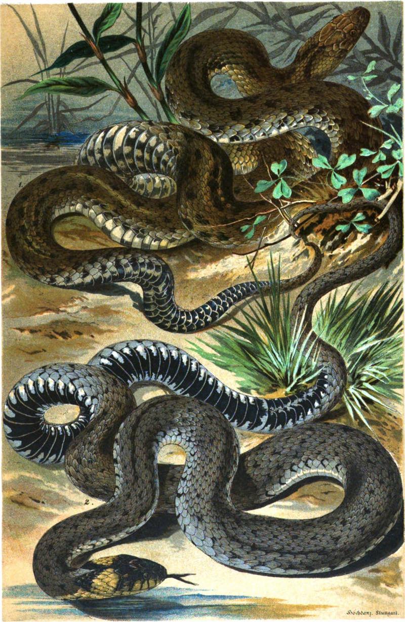 dice snake (Natrix tessellata), grass snake (Natrix natrix); DISPLAY FULL IMAGE.