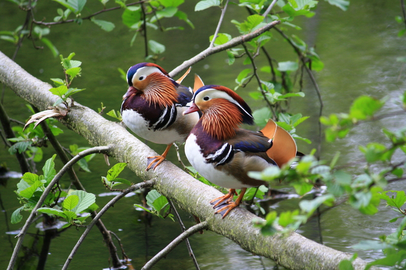 mandarin duck (Aix galericulata); DISPLAY FULL IMAGE.