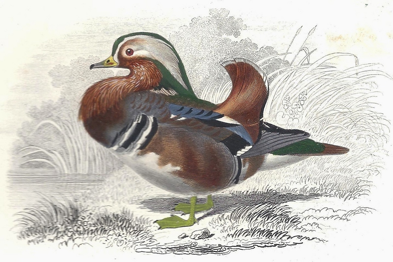 mandarin duck (Aix galericulata); DISPLAY FULL IMAGE.