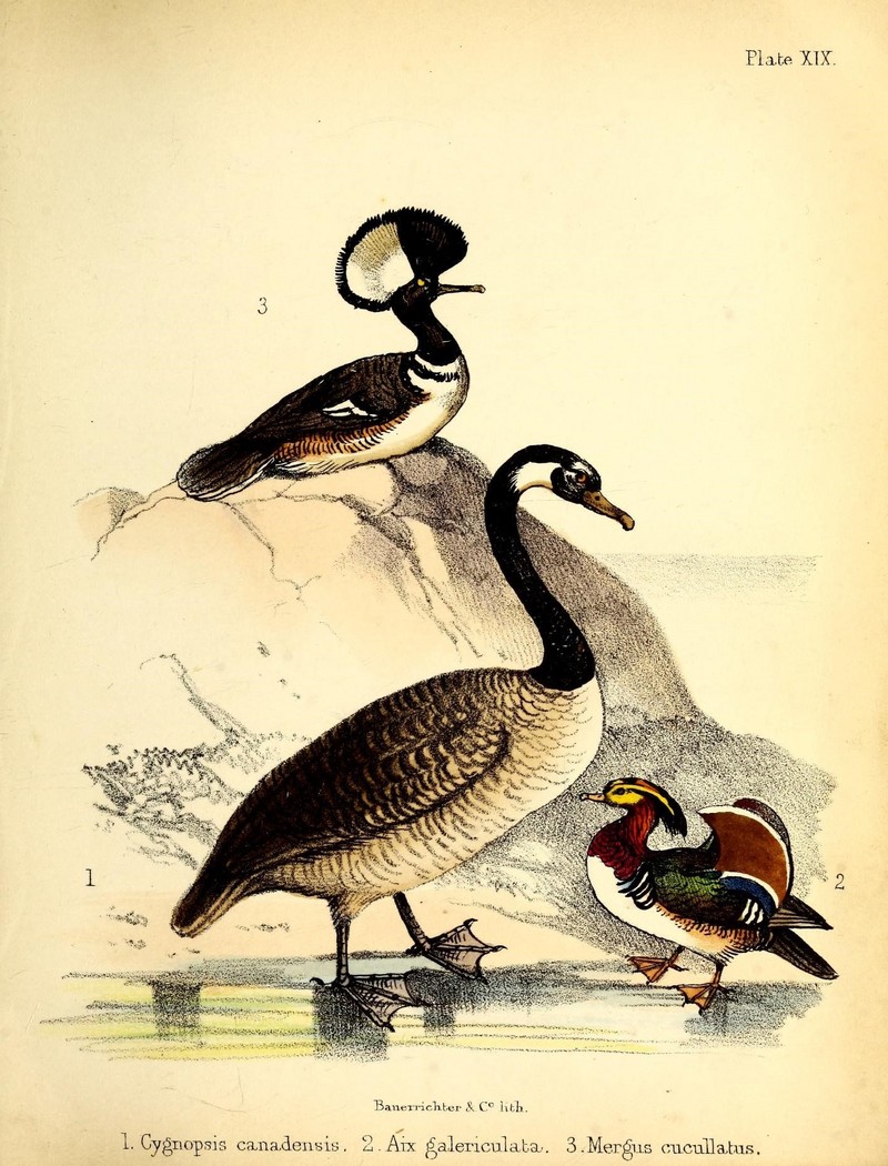 Canada goose (Branta canadensis), mandarin duck (Aix galericulata), hooded merganser (Lophodytes cucullatus); DISPLAY FULL IMAGE.