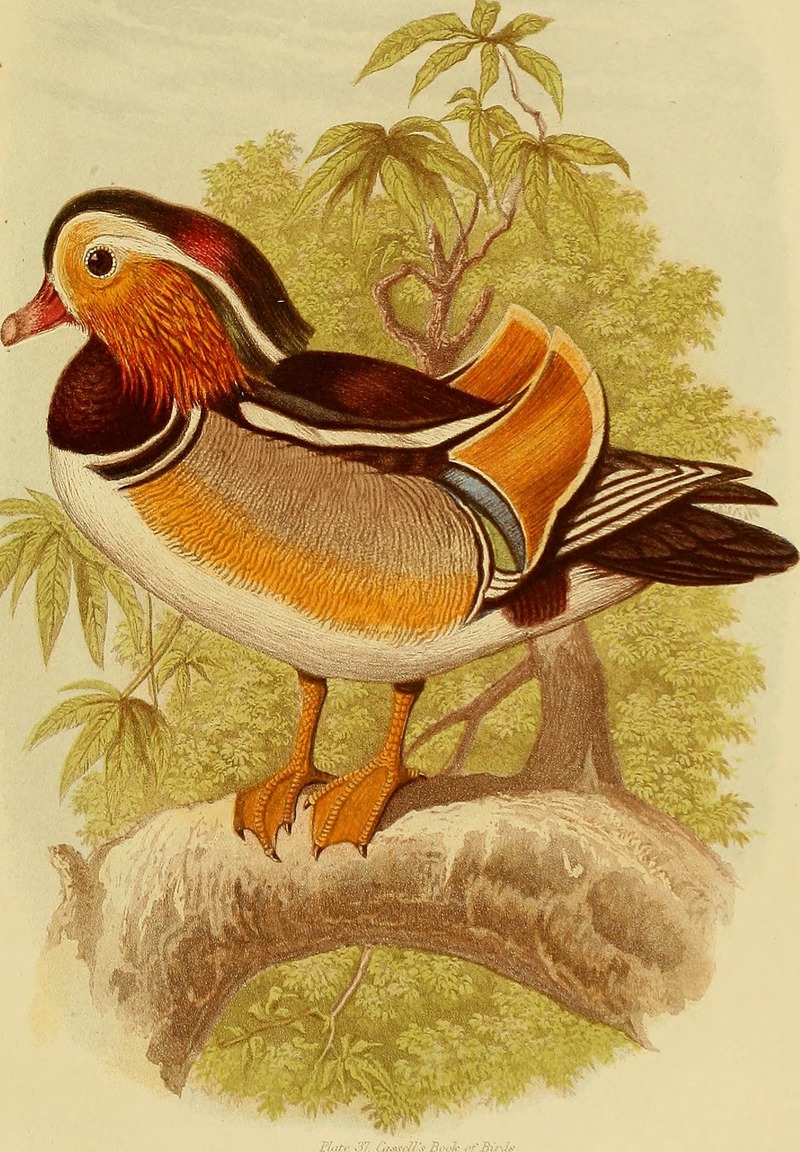 mandarin duck (Aix galericulata); DISPLAY FULL IMAGE.