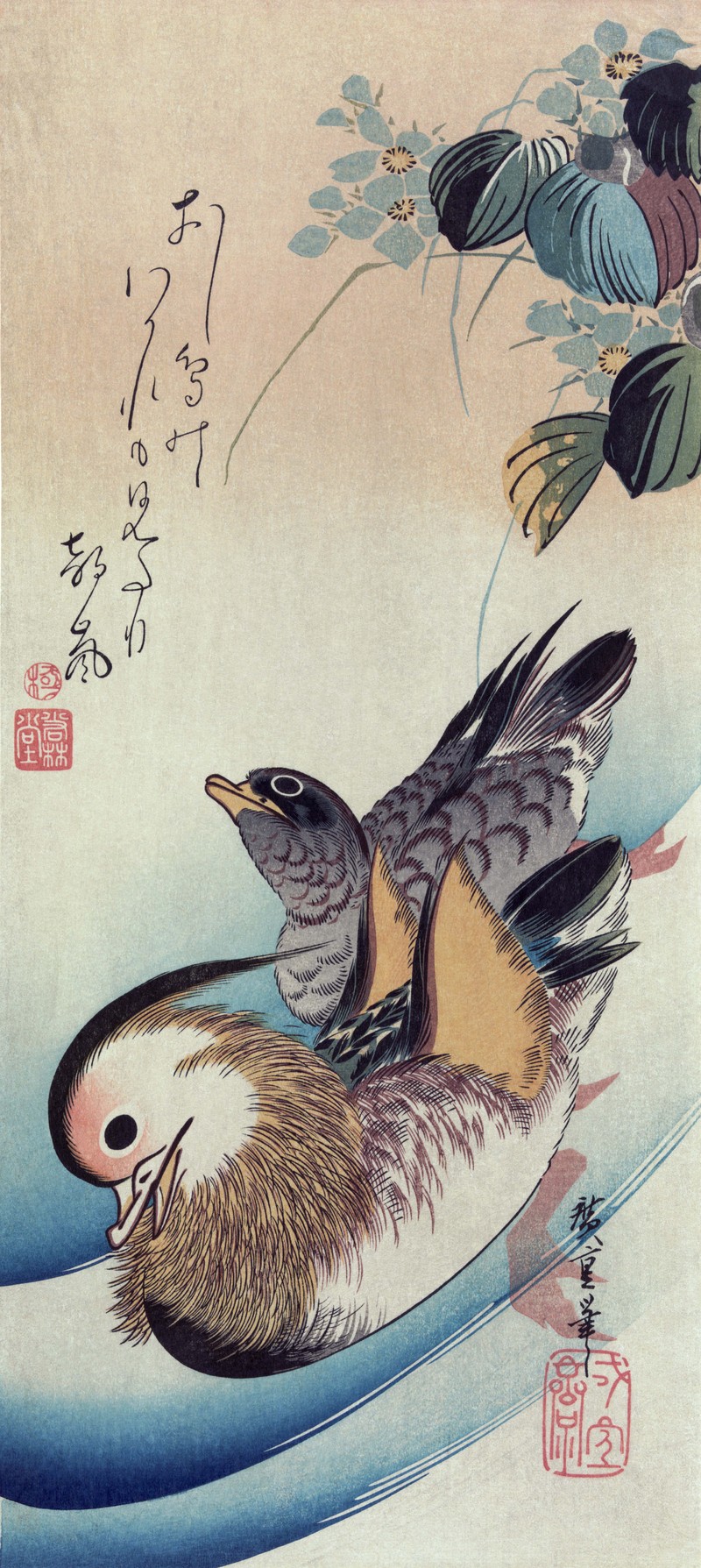 mandarin duck (Aix galericulata); DISPLAY FULL IMAGE.