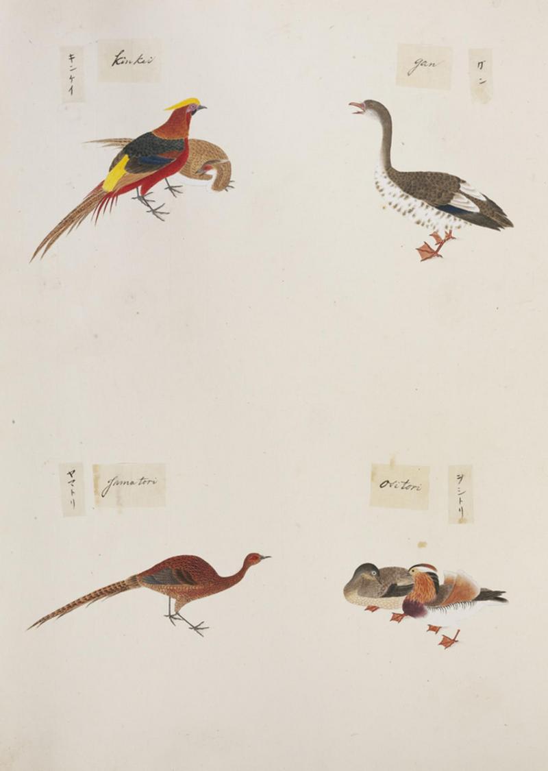 golden pheasant (Chrysolophus pictus), swan goose (Anser cygnoides), copper pheasant (Syrmaticus soemmerringii), mandarin duck (Aix galericulata); DISPLAY FULL IMAGE.