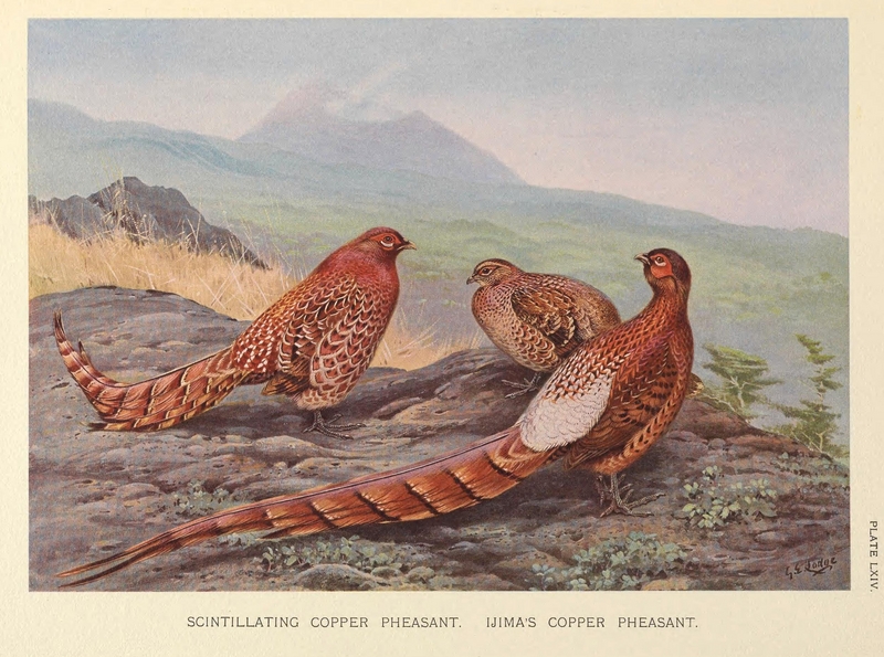 copper pheasant (Syrmaticus soemmerringii); DISPLAY FULL IMAGE.