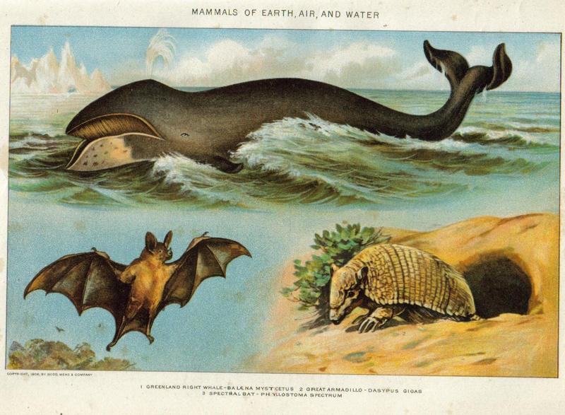 bowhead whale (Balaena mysticetus), giant armadillo (Priodontes maximus), spectral bat (Vampyrum spectrum); DISPLAY FULL IMAGE.