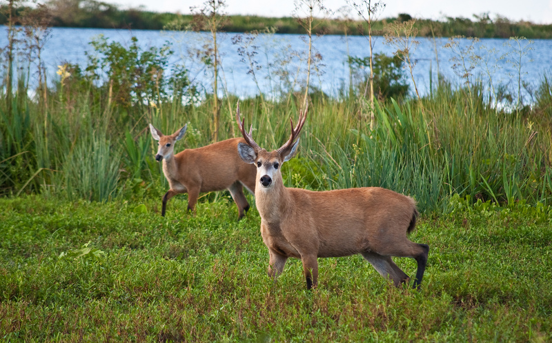 marsh deer (Blastocerus dichotomus); DISPLAY FULL IMAGE.