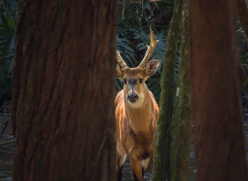 marsh deer (Blastocerus dichotomus); DISPLAY FULL IMAGE.