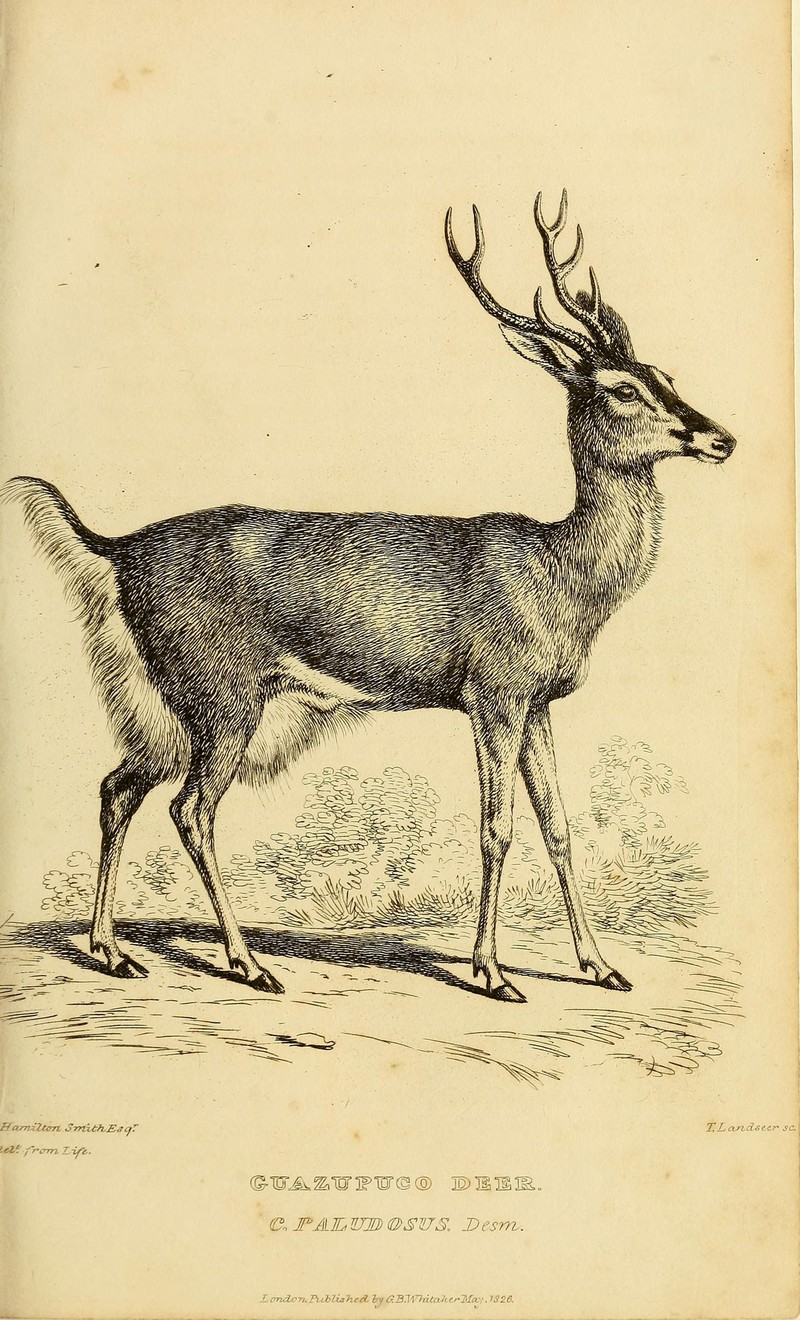 Guazupuco deer (Cervus paludosus) = marsh deer (Blastocerus dichotomus); DISPLAY FULL IMAGE.