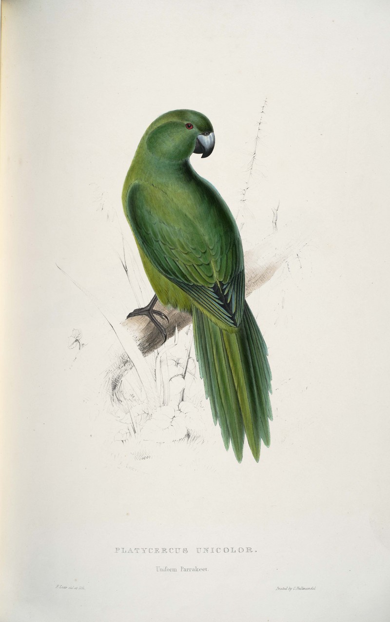 Antipodes Island parakeet (Cyanoramphus unicolor); DISPLAY FULL IMAGE.