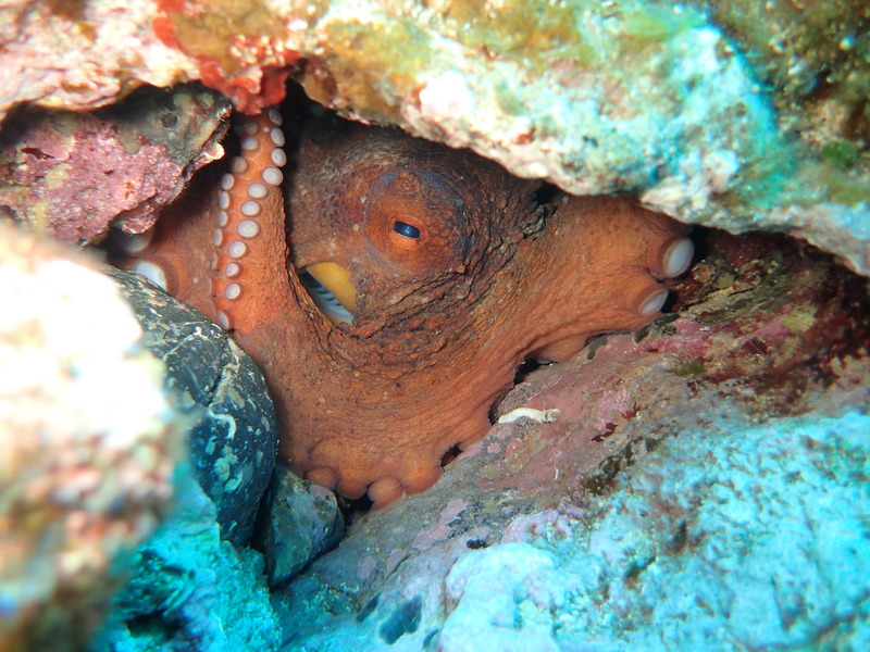 common octopus (Octopus vulgaris); DISPLAY FULL IMAGE.