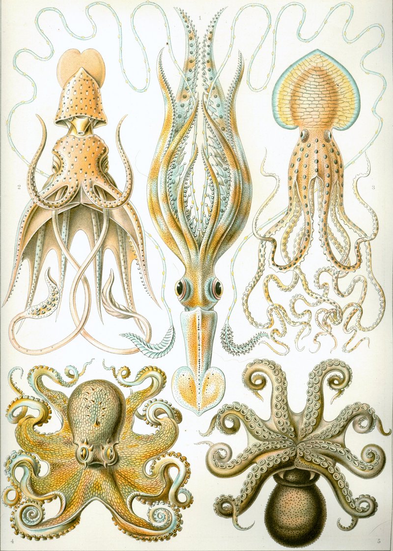 umbrella squid (Histioteuthis bonnellii), long-armed squid (Chiroteuthis veranyi), Pinnoctopus cordiformis, common octopus (Octopus vulgaris), common octopus (Octopus vulgaris); DISPLAY FULL IMAGE.