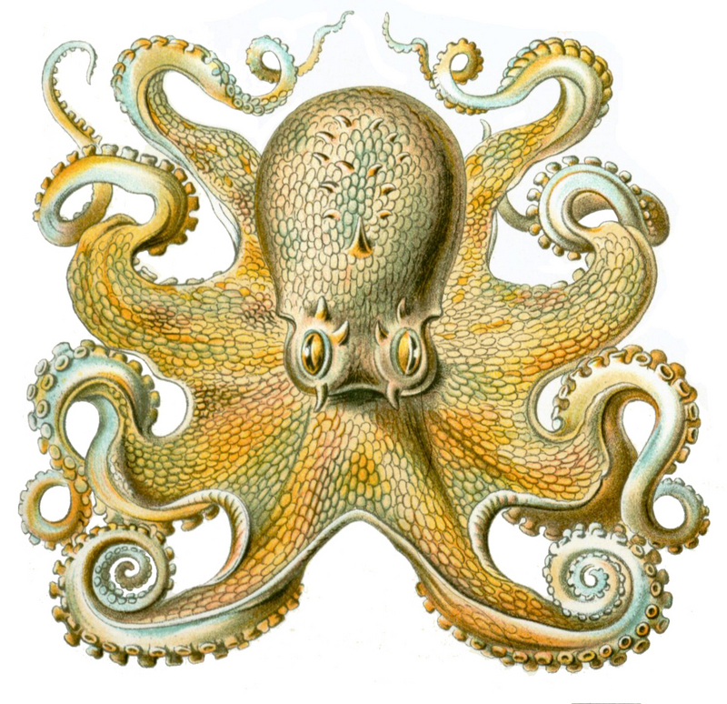 common octopus (Octopus vulgaris); DISPLAY FULL IMAGE.