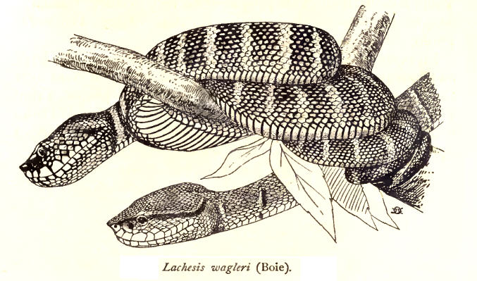 Wagler's pit viper, temple viper (Tropidolaemus wagleri); Image ONLY