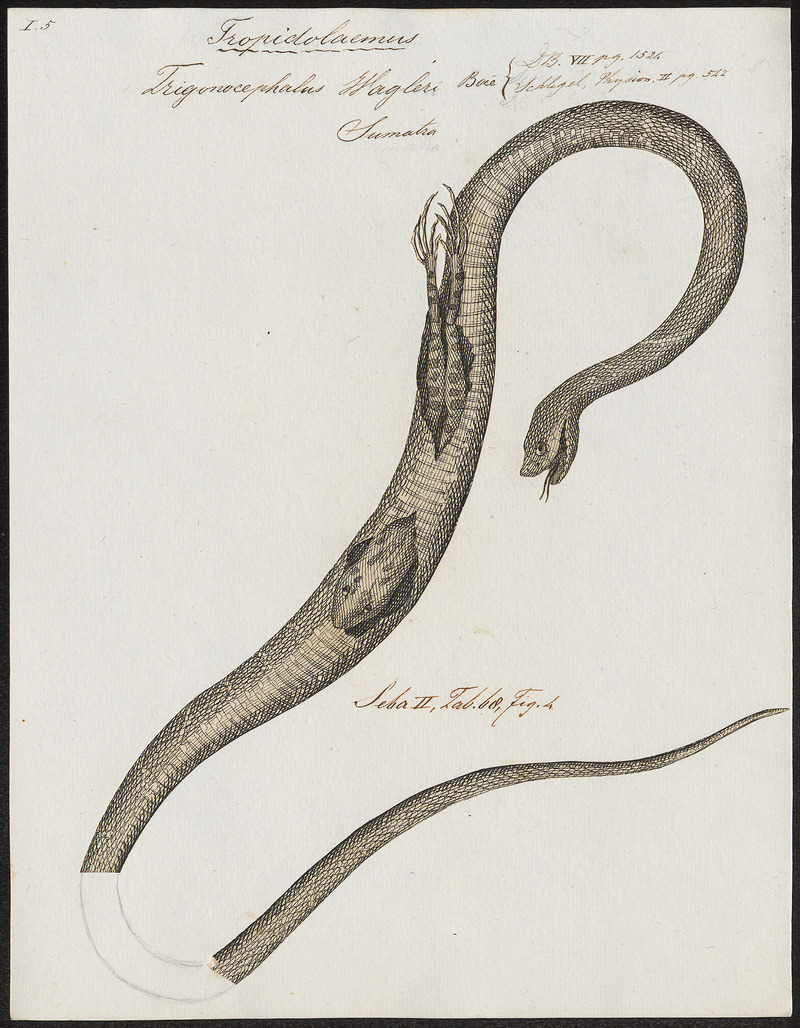 Wagler's pit viper, temple viper (Tropidolaemus wagleri); DISPLAY FULL IMAGE.