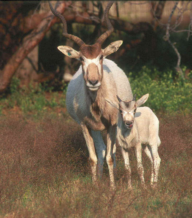 addax, white antelope (Addax nasomaculatus); DISPLAY FULL IMAGE.