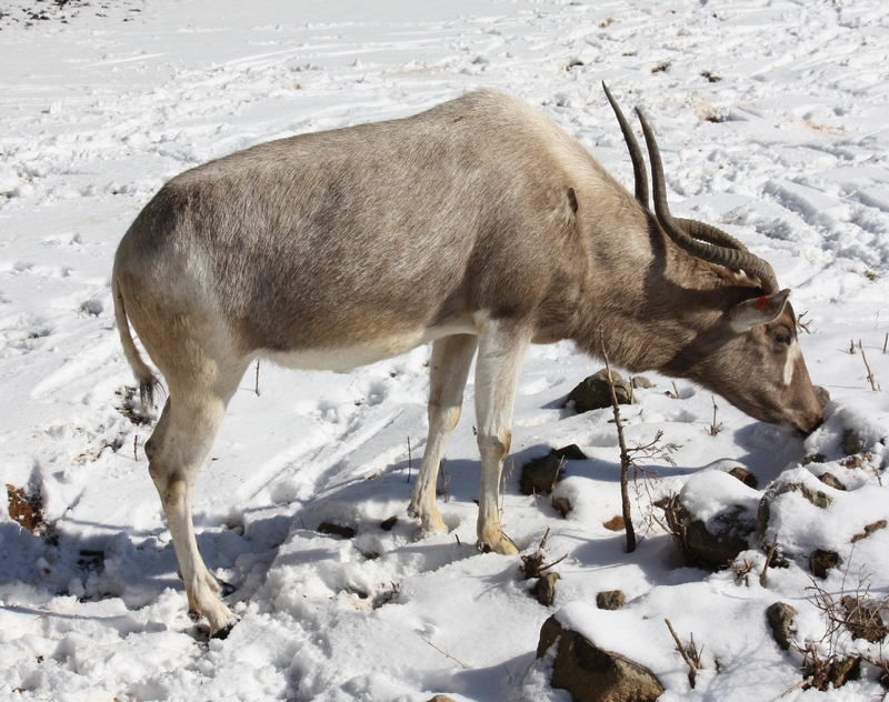 addax, white antelope (Addax nasomaculatus); DISPLAY FULL IMAGE.