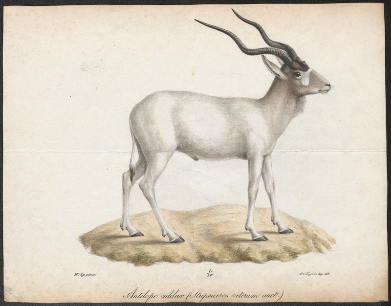 addax, white antelope (Addax nasomaculatus); DISPLAY FULL IMAGE.