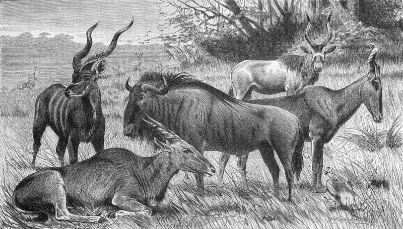 white antelope (Addax nasomaculatus), greater kudu (Tragelaphus strepsiceros), red hartebeest (Alcelaphus buselaphus caama), common eland (Taurotragus oryx), blue wildebeest (Connochaetes taurinus); DISPLAY FULL IMAGE.