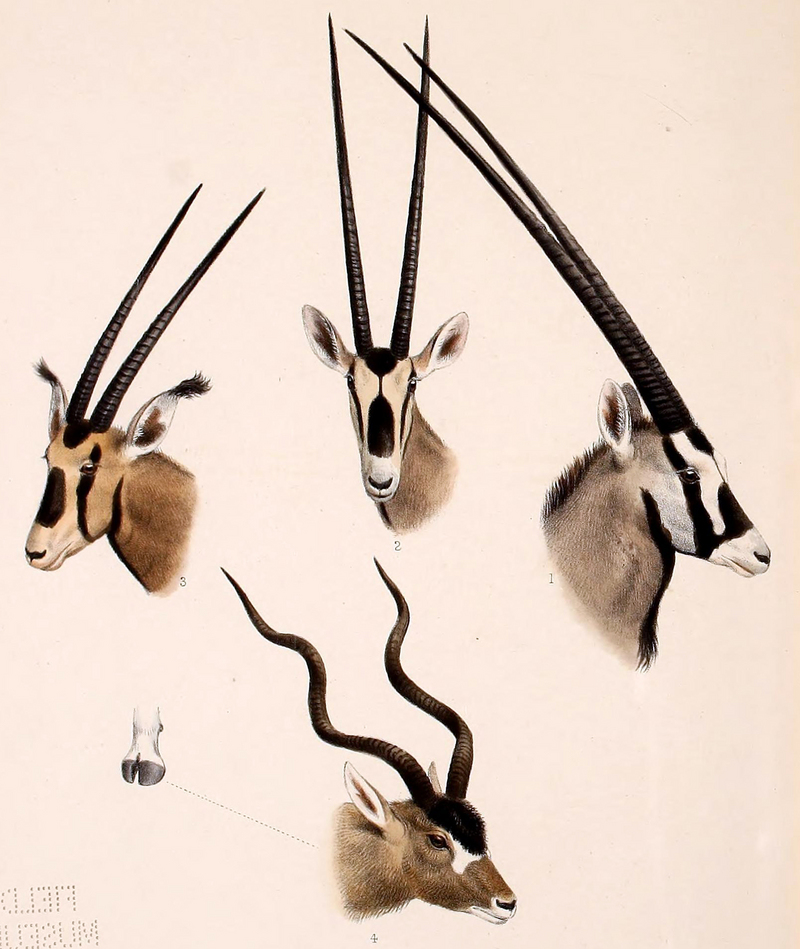 gemsbok (Oryx gazella), East African oryx (Oryx beisa), fringe-eared oryx (Oryx beisa callotis), addax (Addax nasomaculatus); DISPLAY FULL IMAGE.