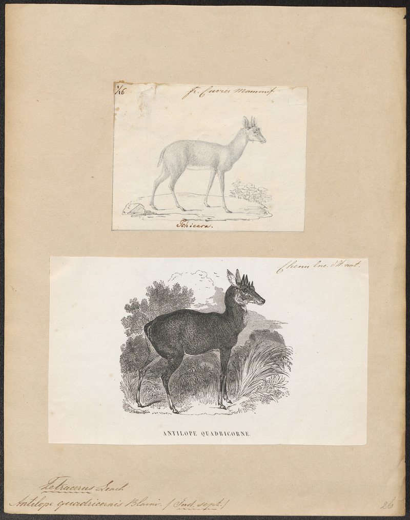 four-horned antelope, chousingha (Tetracerus quadricornis); DISPLAY FULL IMAGE.