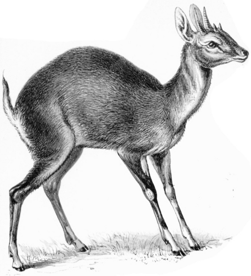 four-horned antelope, chousingha (Tetracerus quadricornis); DISPLAY FULL IMAGE.