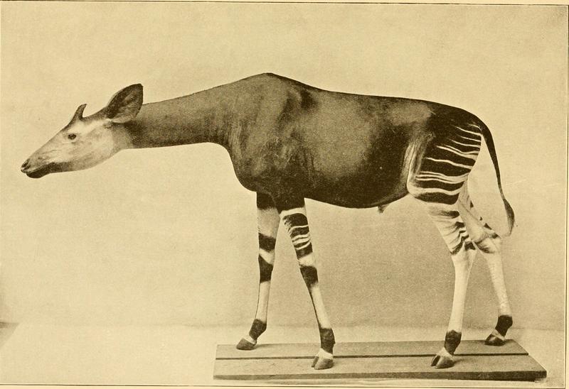 okapi (Okapia johnstoni); DISPLAY FULL IMAGE.