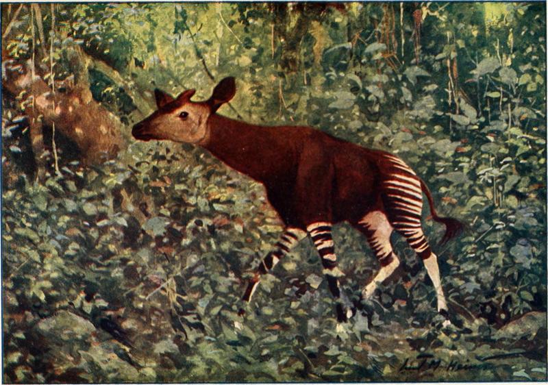 okapi (Okapia johnstoni); DISPLAY FULL IMAGE.