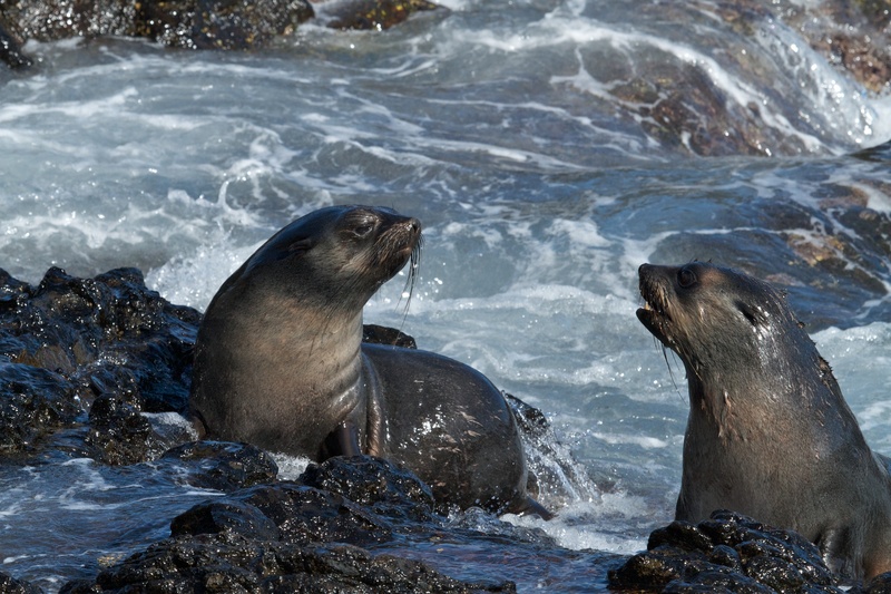 subantarctic fur seal (Arctocephalus tropicalis); DISPLAY FULL IMAGE.