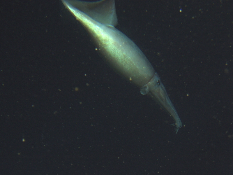 Humboldt squid (Dosidicus gigas); DISPLAY FULL IMAGE.