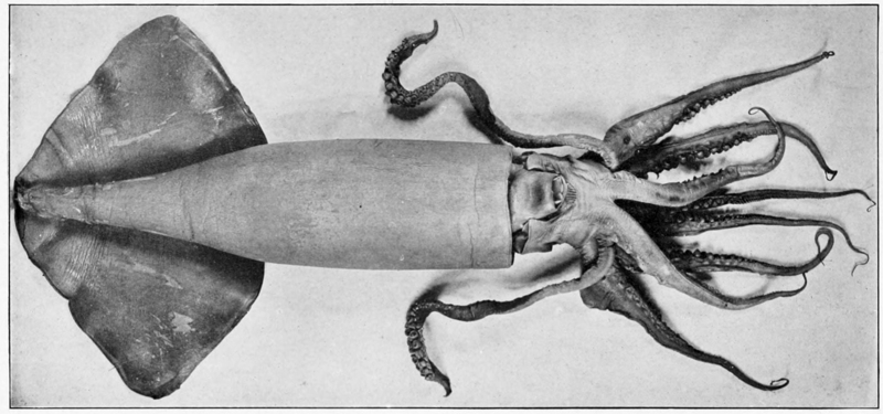 Humboldt squid (Dosidicus gigas); DISPLAY FULL IMAGE.