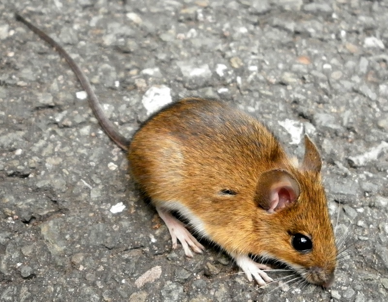 yellow-necked mouse (Apodemus flavicollis); DISPLAY FULL IMAGE.