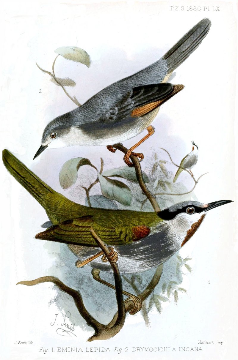 red-winged grey warbler (Drymocichla incana), grey-capped warbler (Eminia lepida); DISPLAY FULL IMAGE.