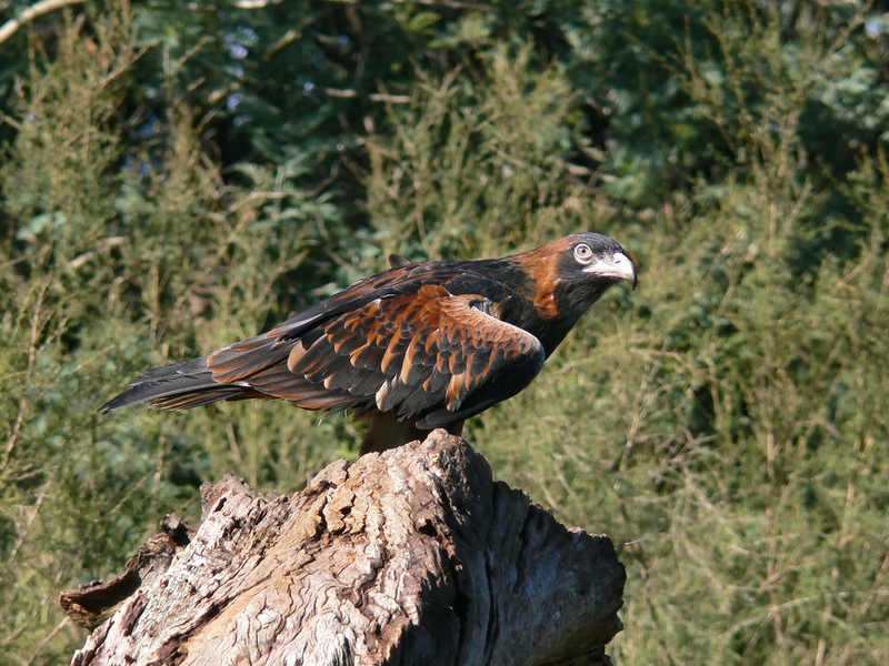 black-breasted buzzard (Hamirostra melanosternon); DISPLAY FULL IMAGE.