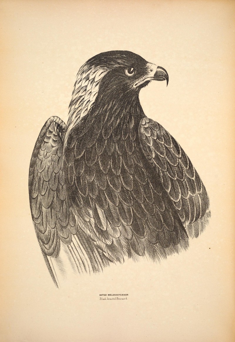 black-breasted buzzard (Hamirostra melanosternon); DISPLAY FULL IMAGE.