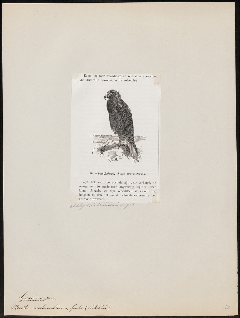 black-breasted buzzard (Hamirostra melanosteron); DISPLAY FULL IMAGE.