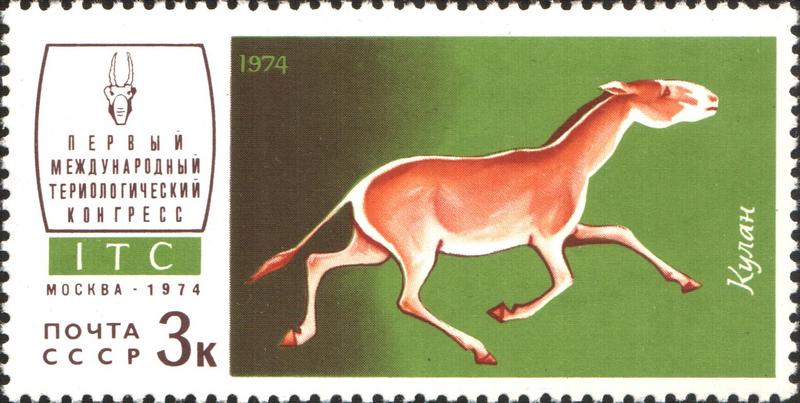 Asiatic wild ass, onager (Equus hemionus); DISPLAY FULL IMAGE.