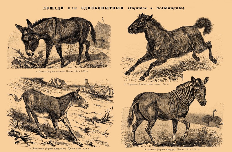 African wild donkey (Equus africanus), tarpan or Eurasian wild horse (Equus ferus ferus), Asiatic wild ass or onager (Equus hemionus), quagga (Equus quagga quagga); DISPLAY FULL IMAGE.
