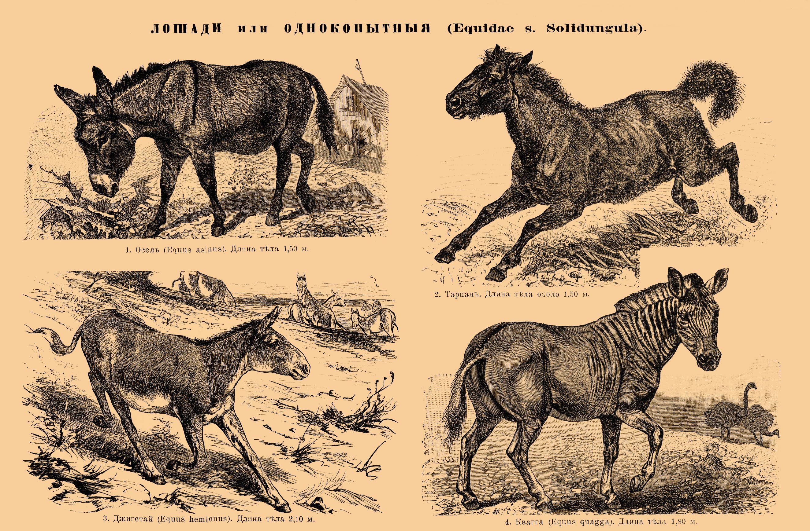 African wild donkey (Equus africanus), tarpan or Eurasian wild horse (Equus ferus ferus), Asiatic wild ass or onager (Equus hemionus), quagga (Equus quagga quagga); Image ONLY